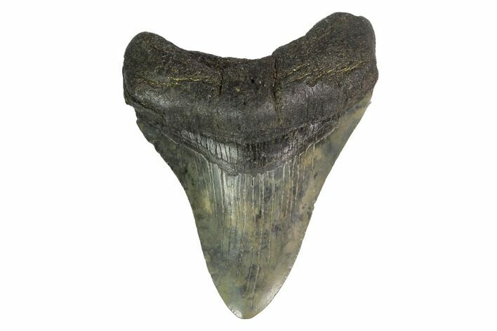 Fossil Megalodon Tooth - Georgia #144363